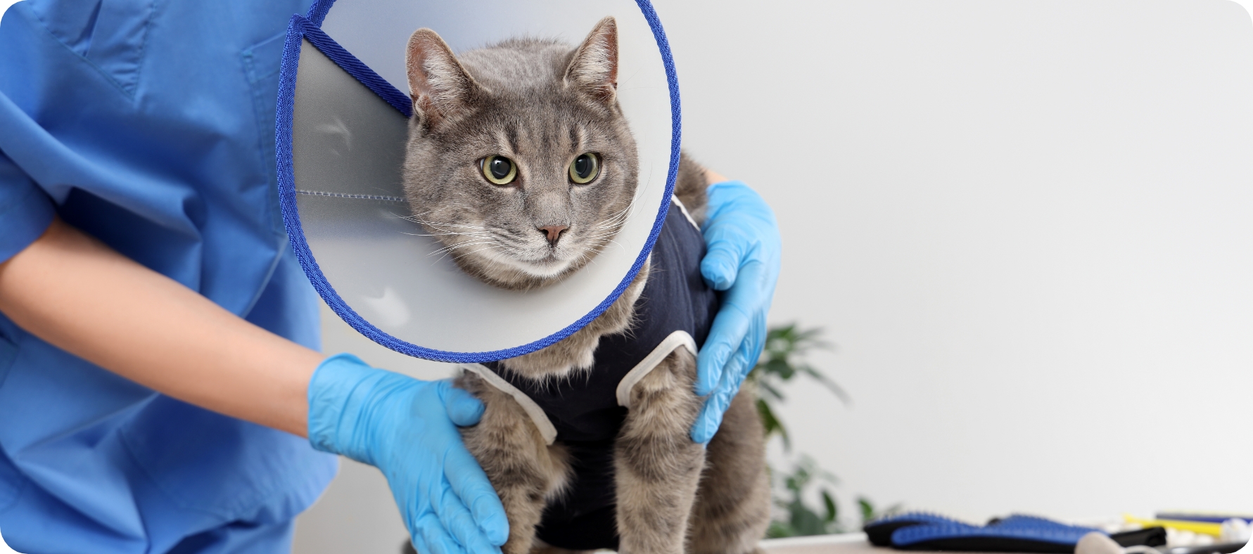 Collare Elisabettiano: come,quando e perché